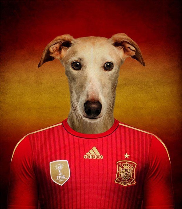España – Galgo o Greyhound español